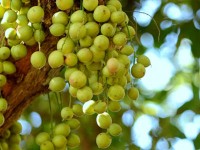 Dâu Truồi ăn “ngậm mà nghe”