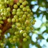 Dâu Truồi ăn “ngậm mà nghe”