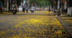 Ngắm hoa hoàng điệp trải vàng trên con đường xứ Huế