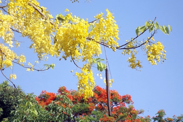 hoa-muong-hoang-yen-08
